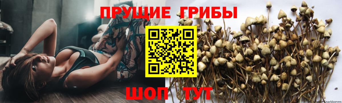 Малгобек  Галлюциногенные грибы MAGIC MUSHROOMS  Вход с VPN 